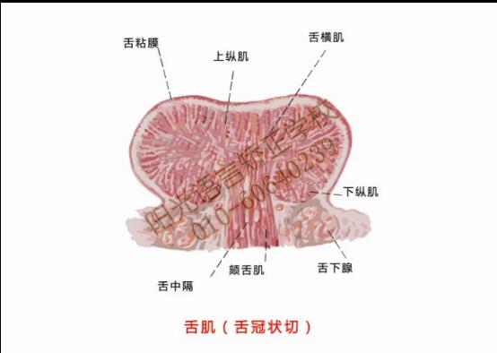 舌肌
