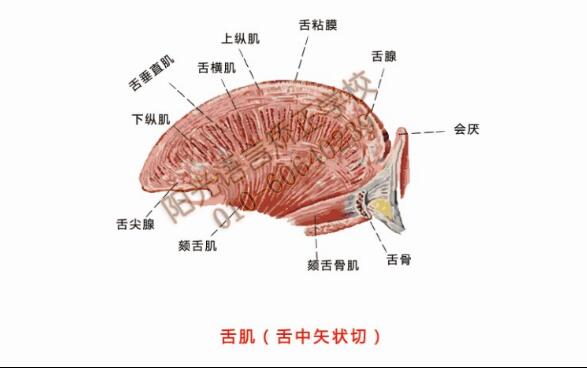 舌肌