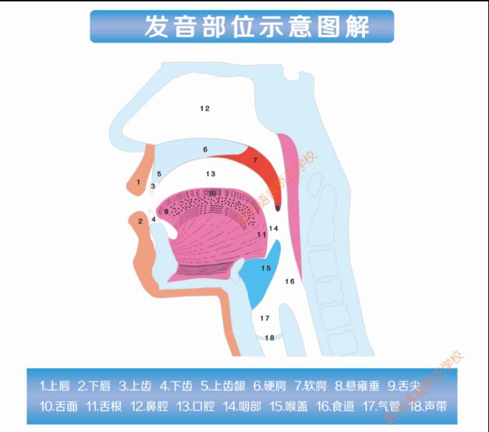 发音部位示意图解